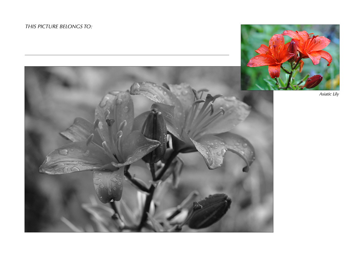 Grayscale + Colour