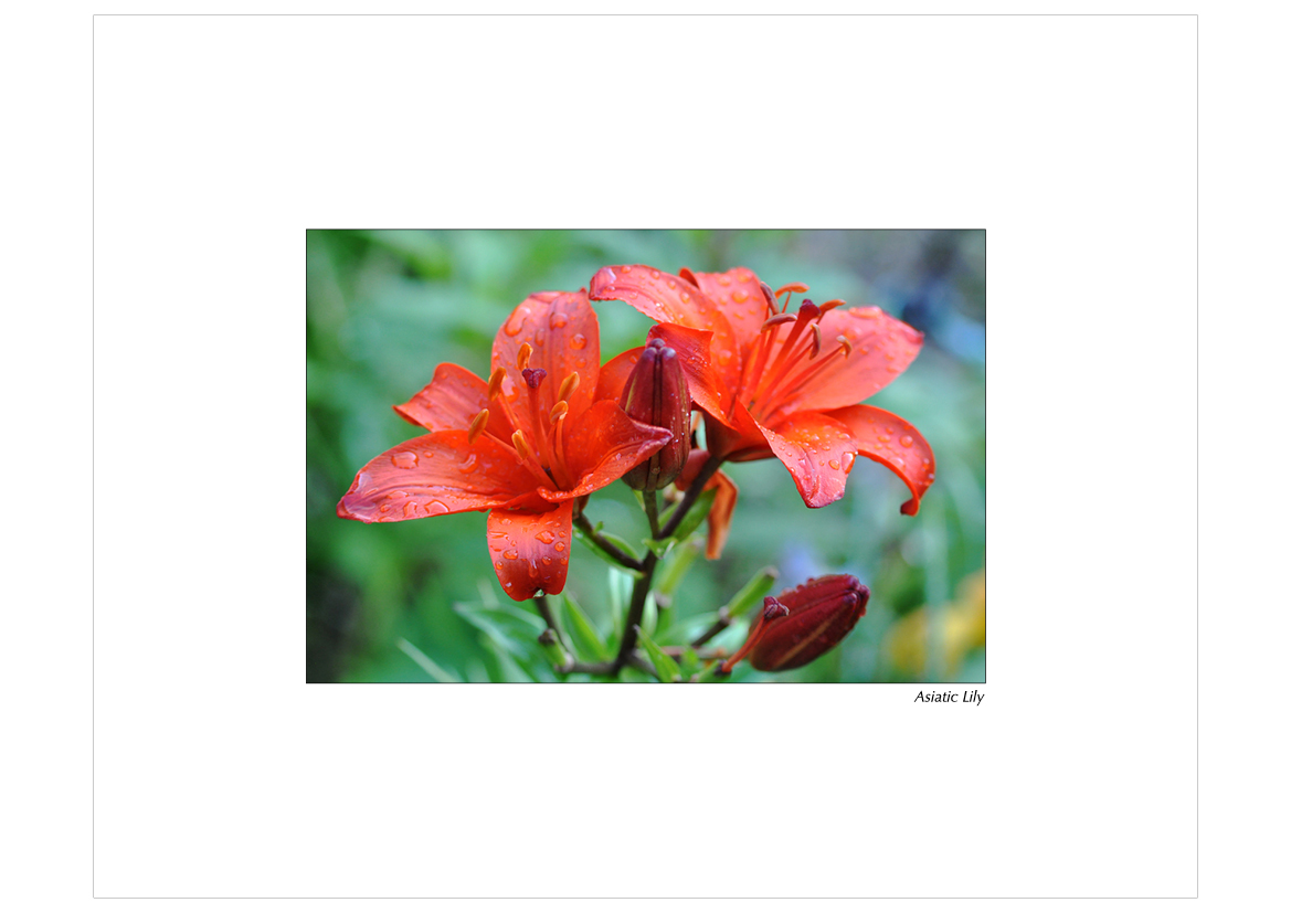 Colour