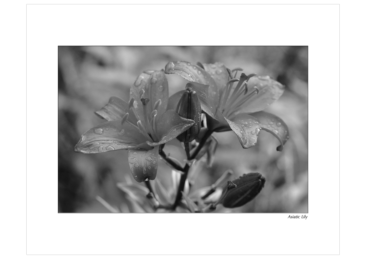 Grayscale