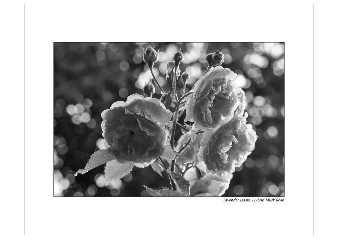 Grayscale