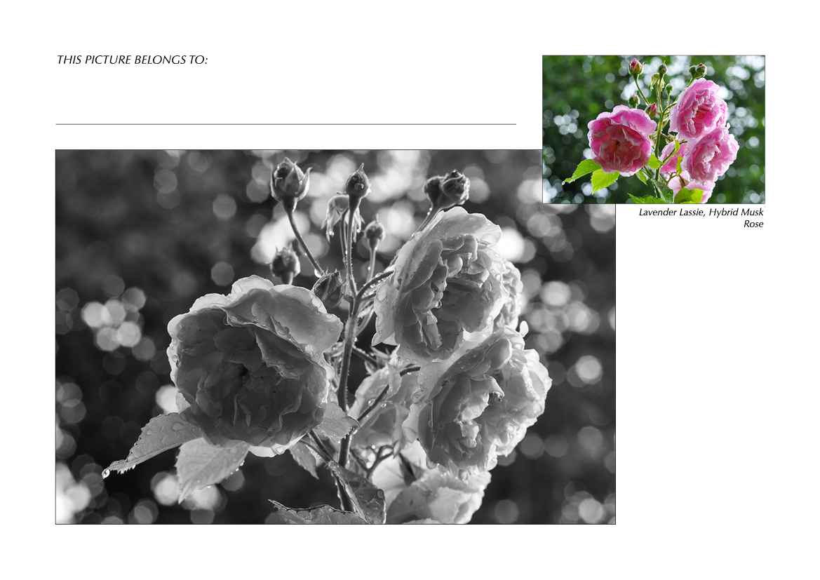 Grayscale + Colour