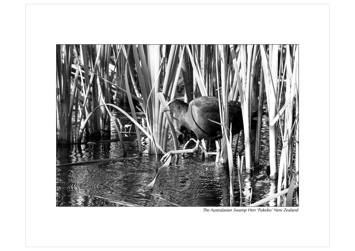 Grayscale