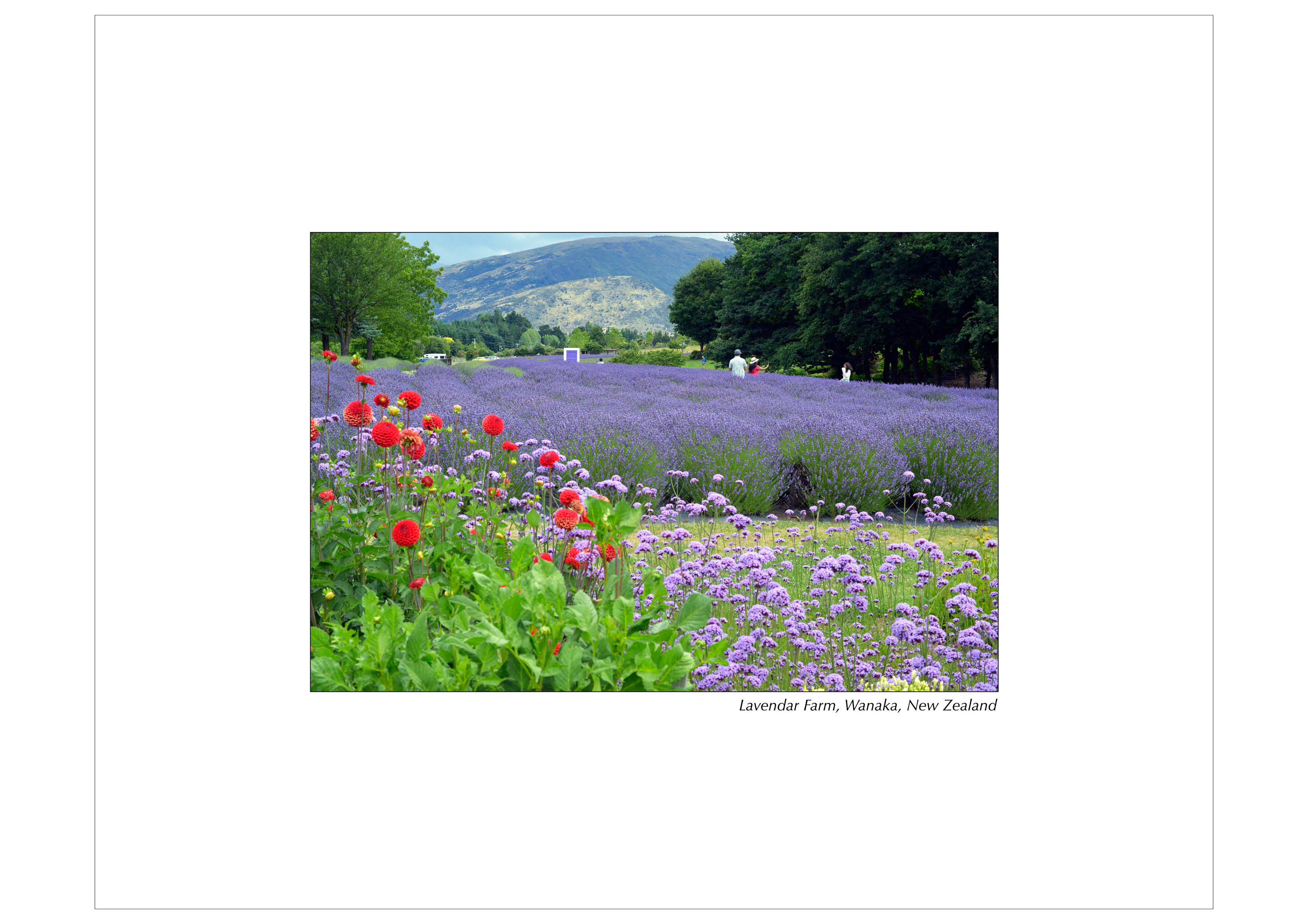 Colour