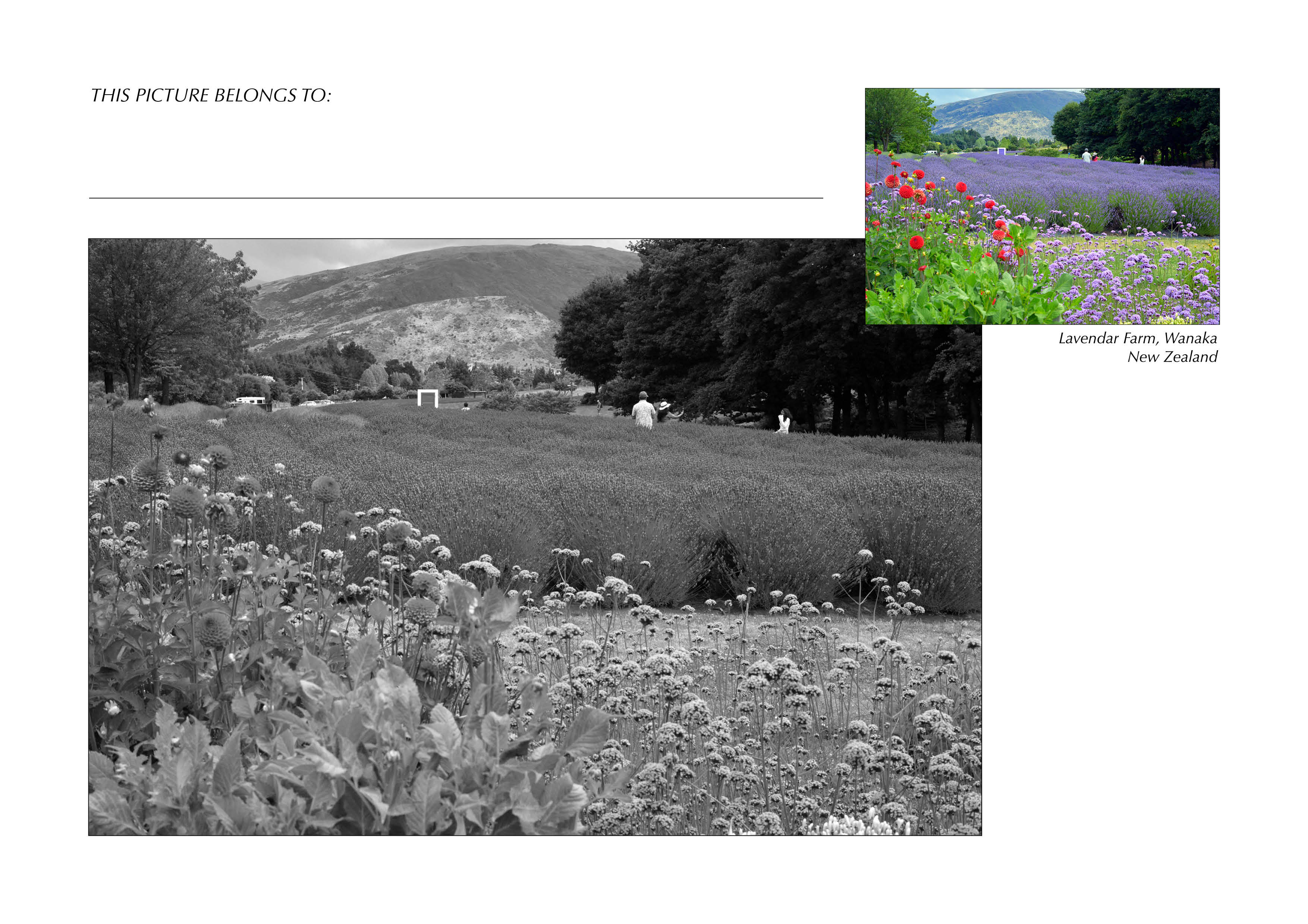Grayscale + Colour