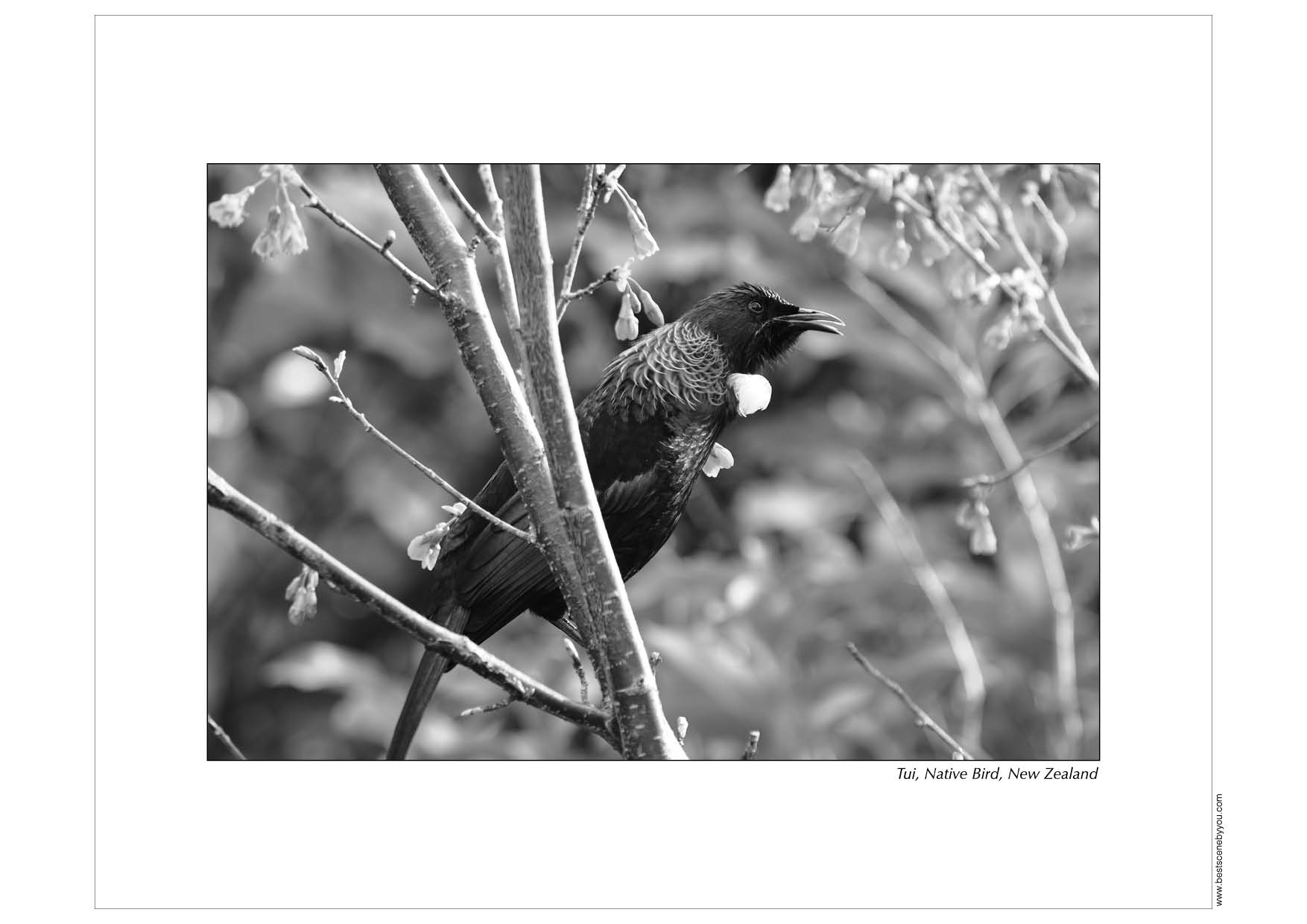 Grayscale