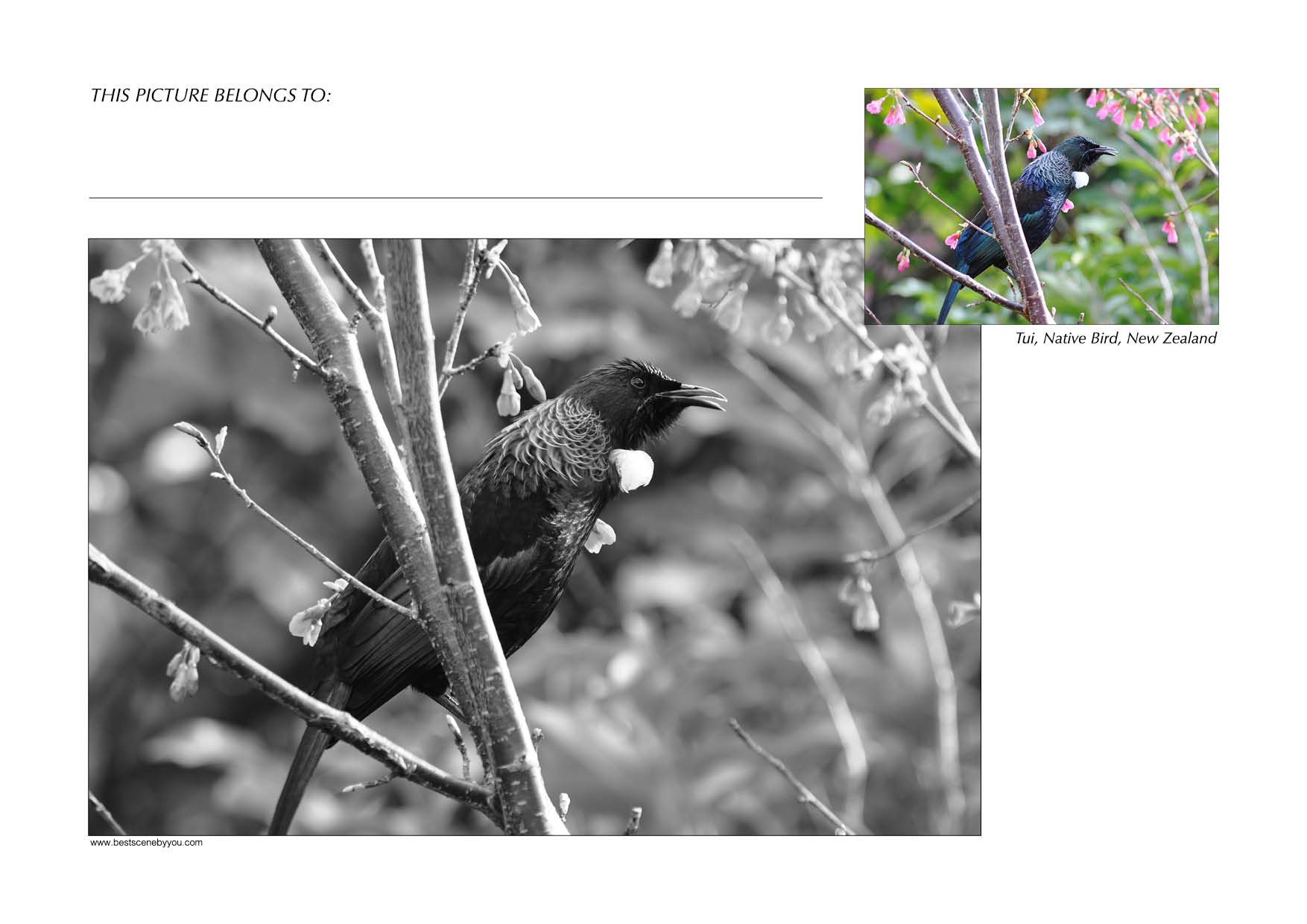 Grayscale + Colour