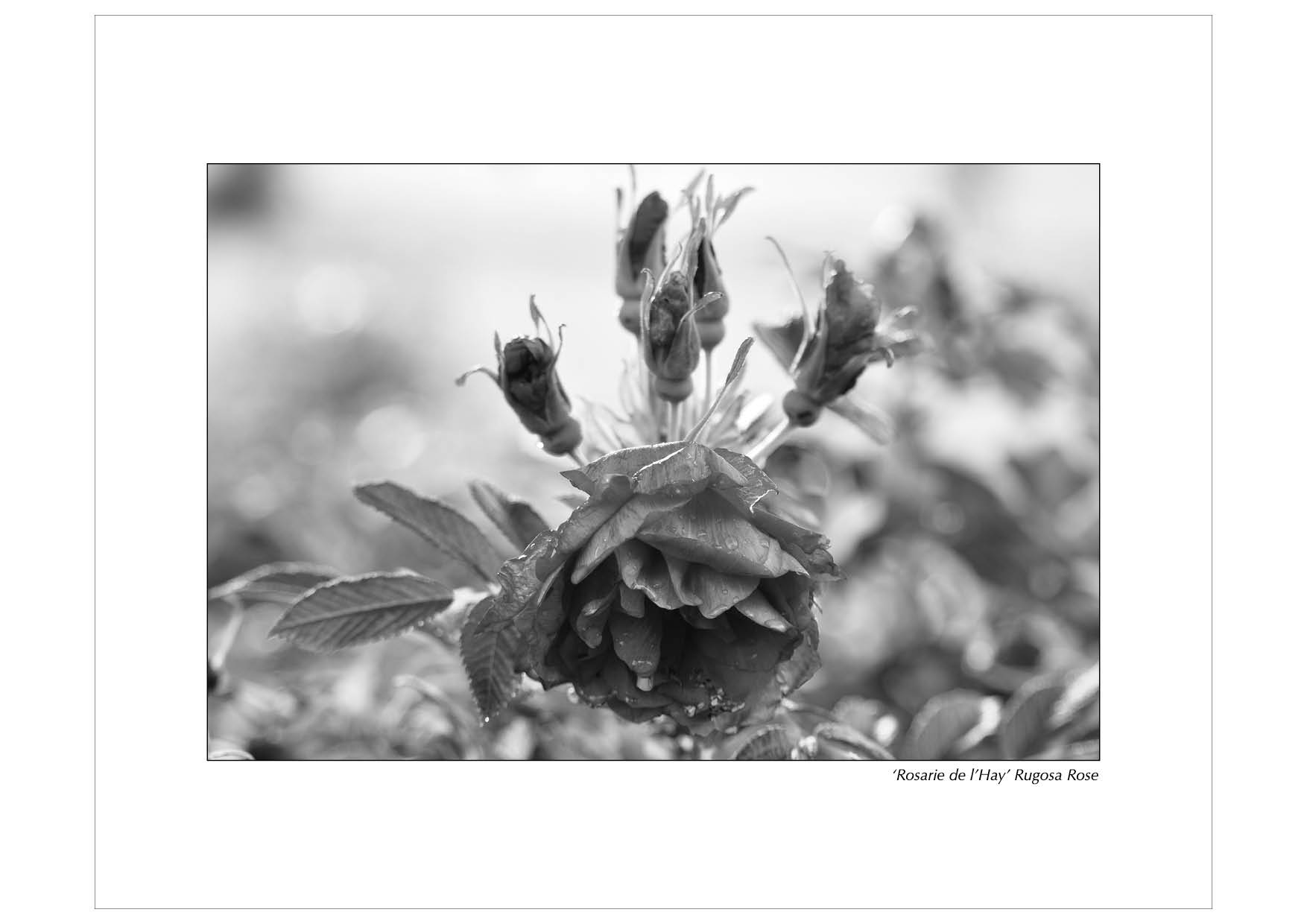 Grayscale