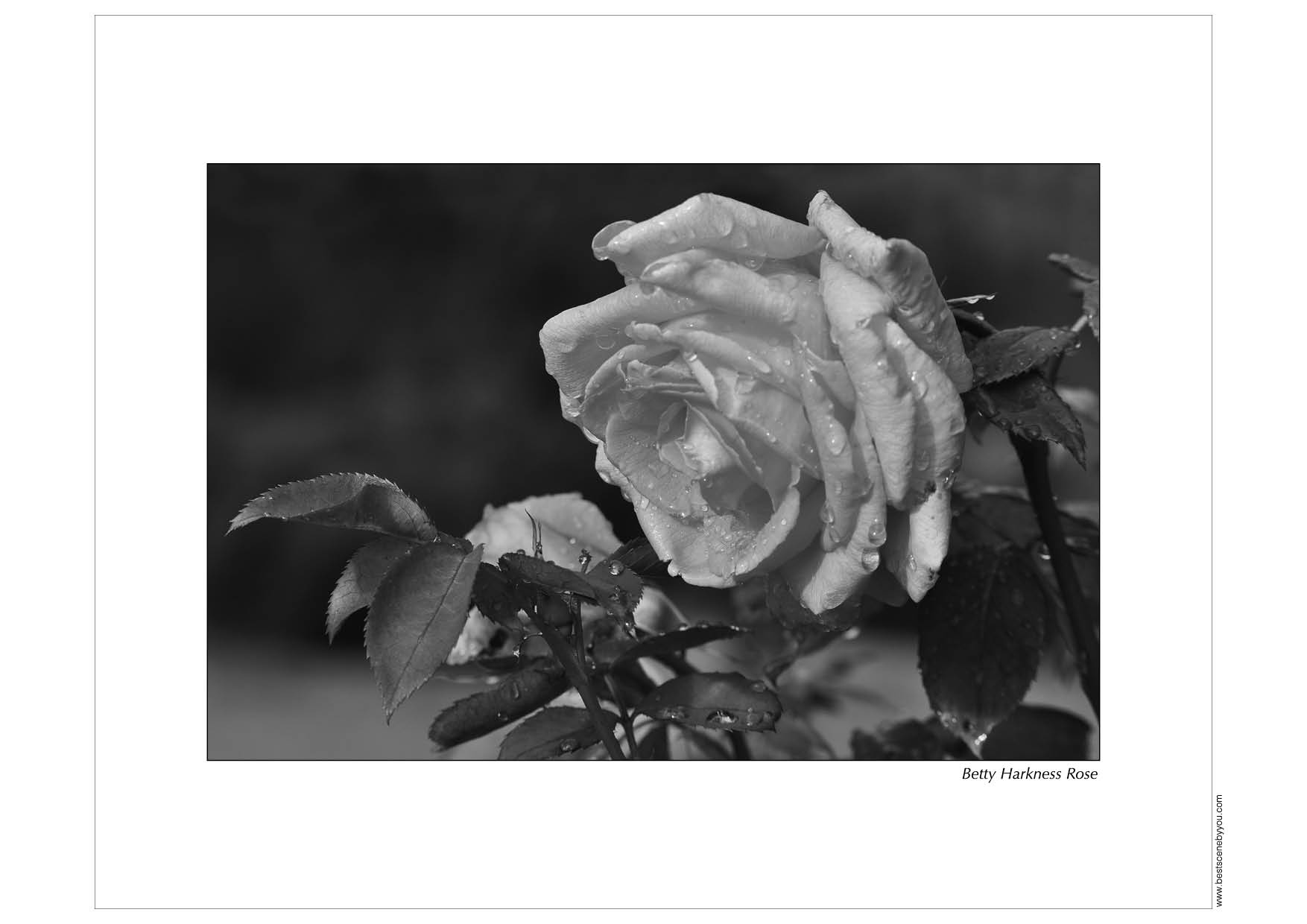 Grayscale