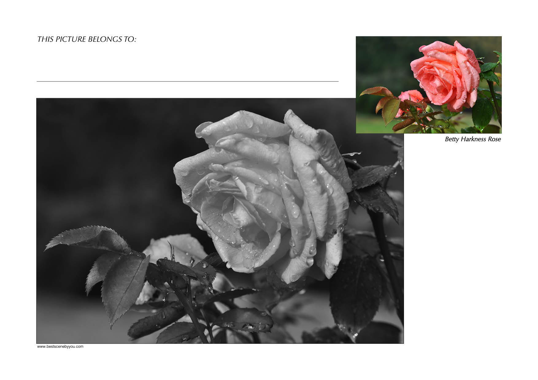 Grayscale + Colour