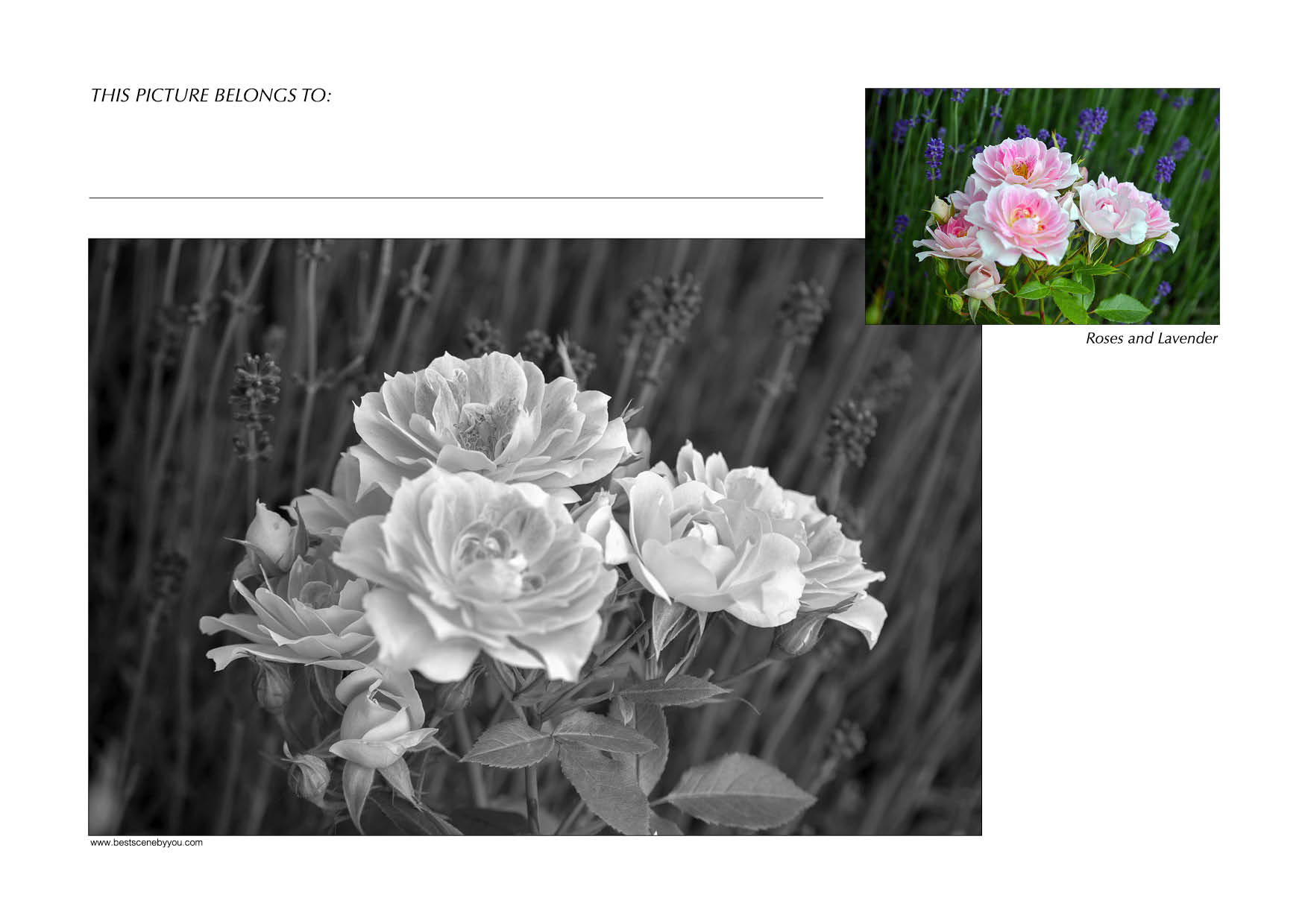 Grayscale + Colour