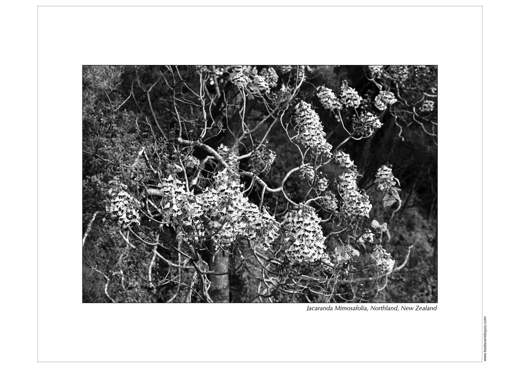 Grayscale