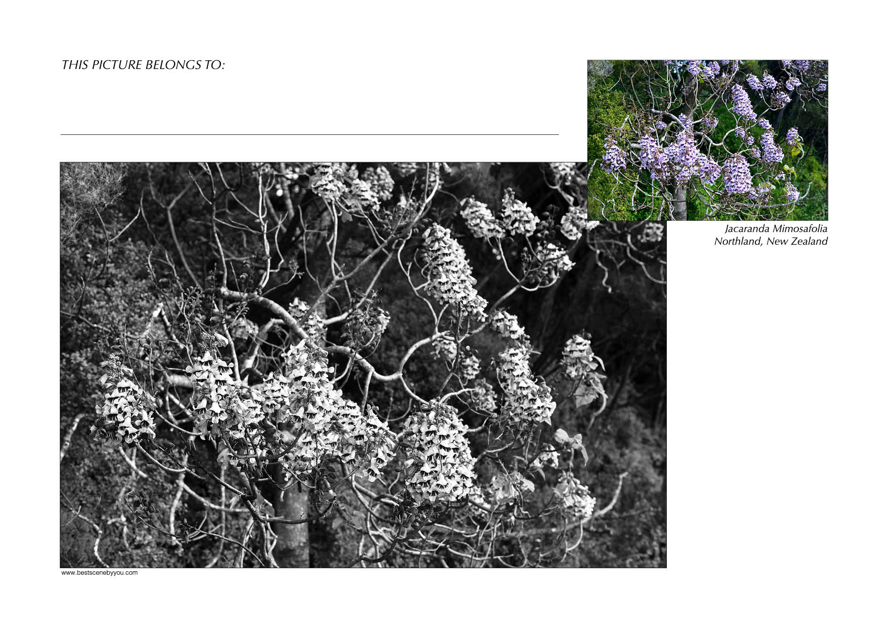 Grayscale + Colour