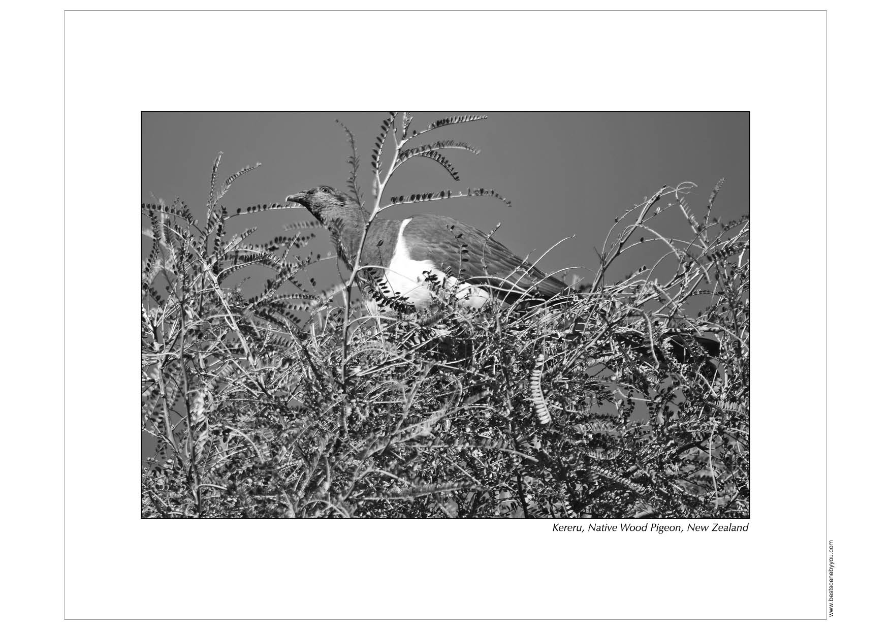 Grayscale
