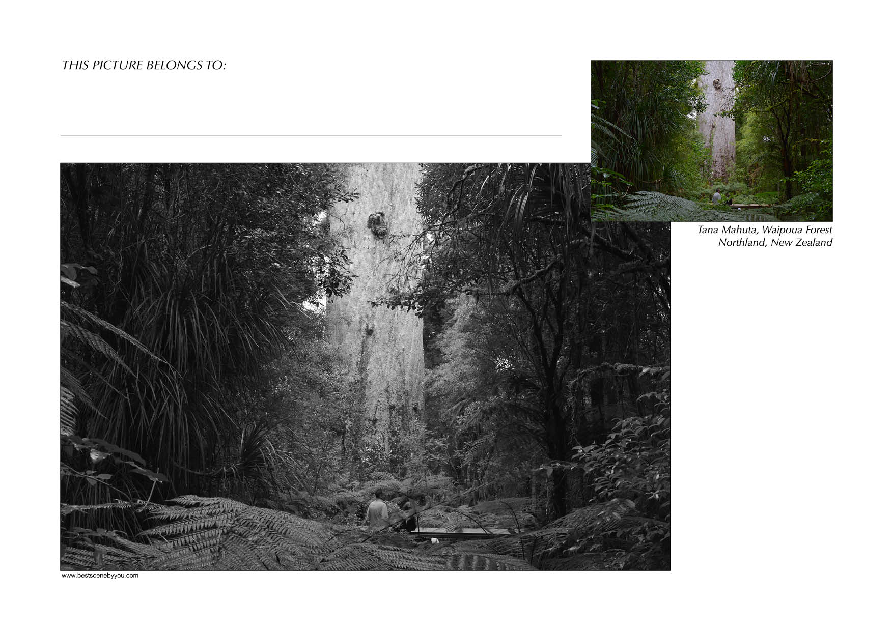 Grayscale + Colour
