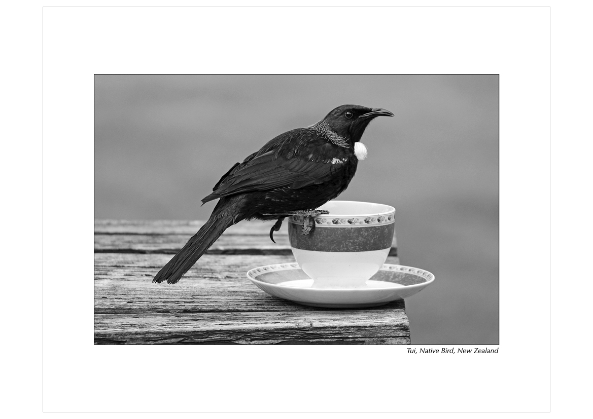 Grayscale