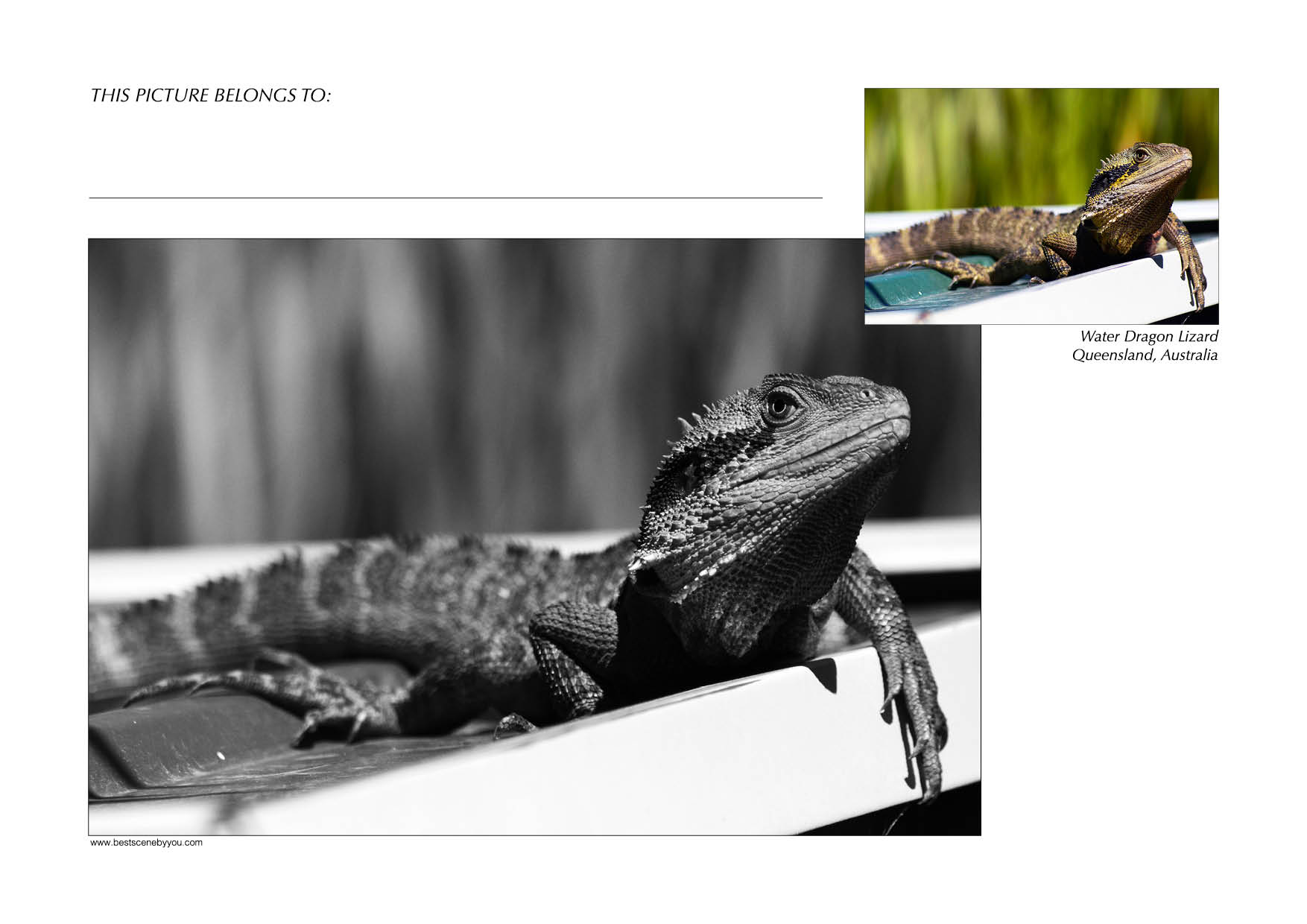 Grayscale + Colour