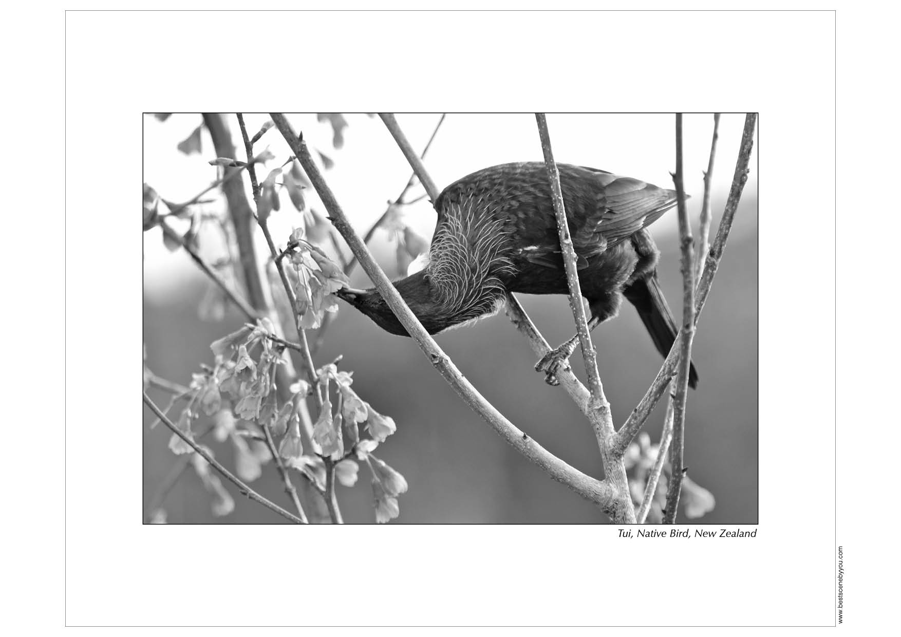 Grayscale