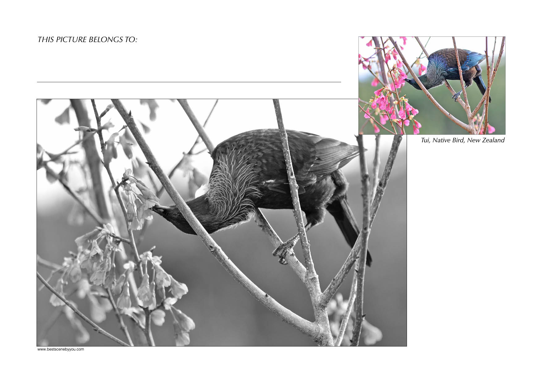 Grayscale + Colour
