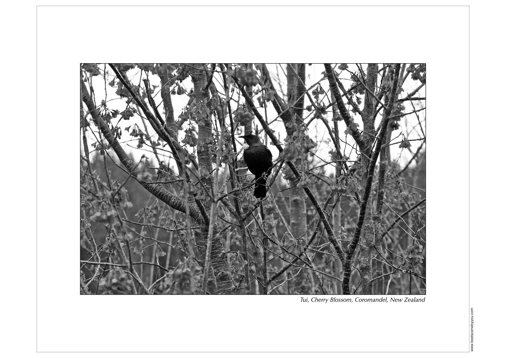 Grayscale