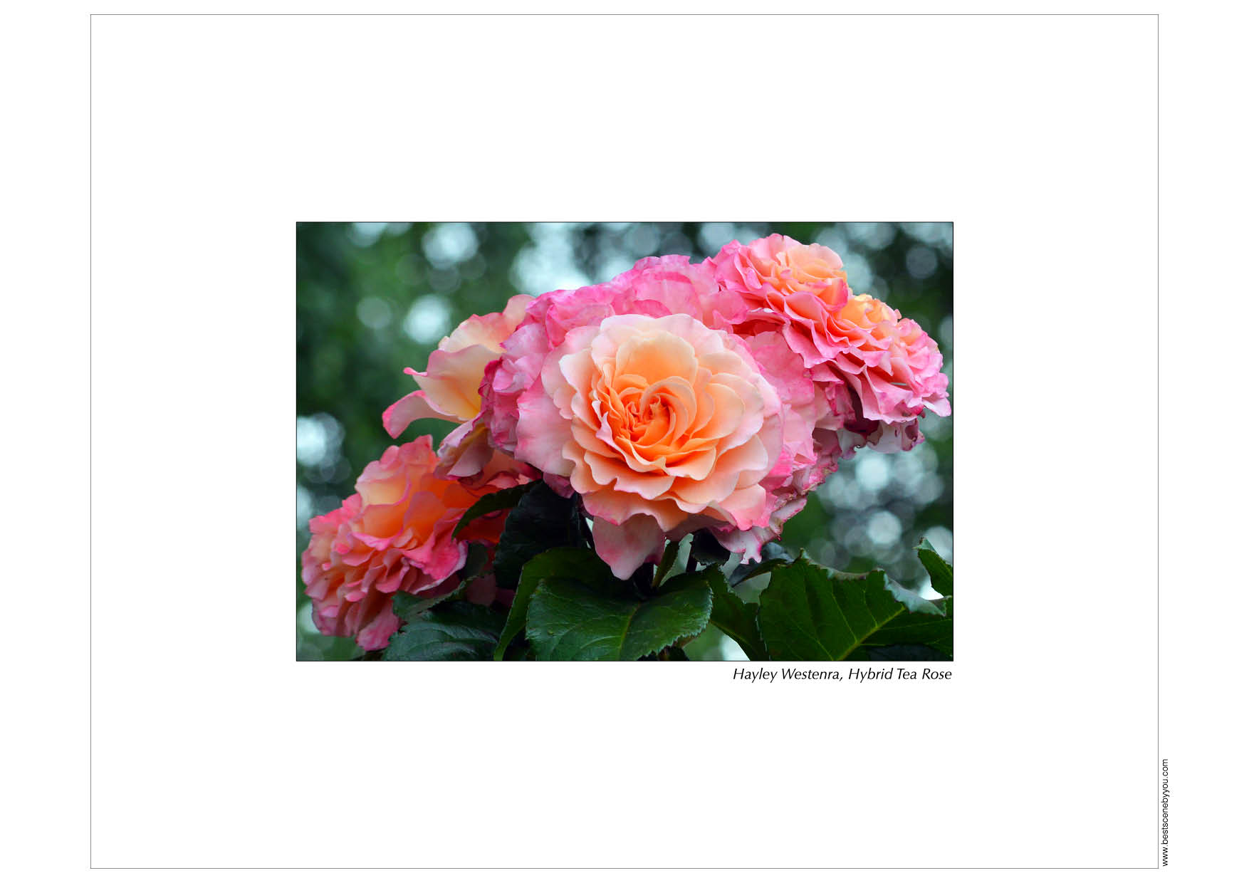 Colour