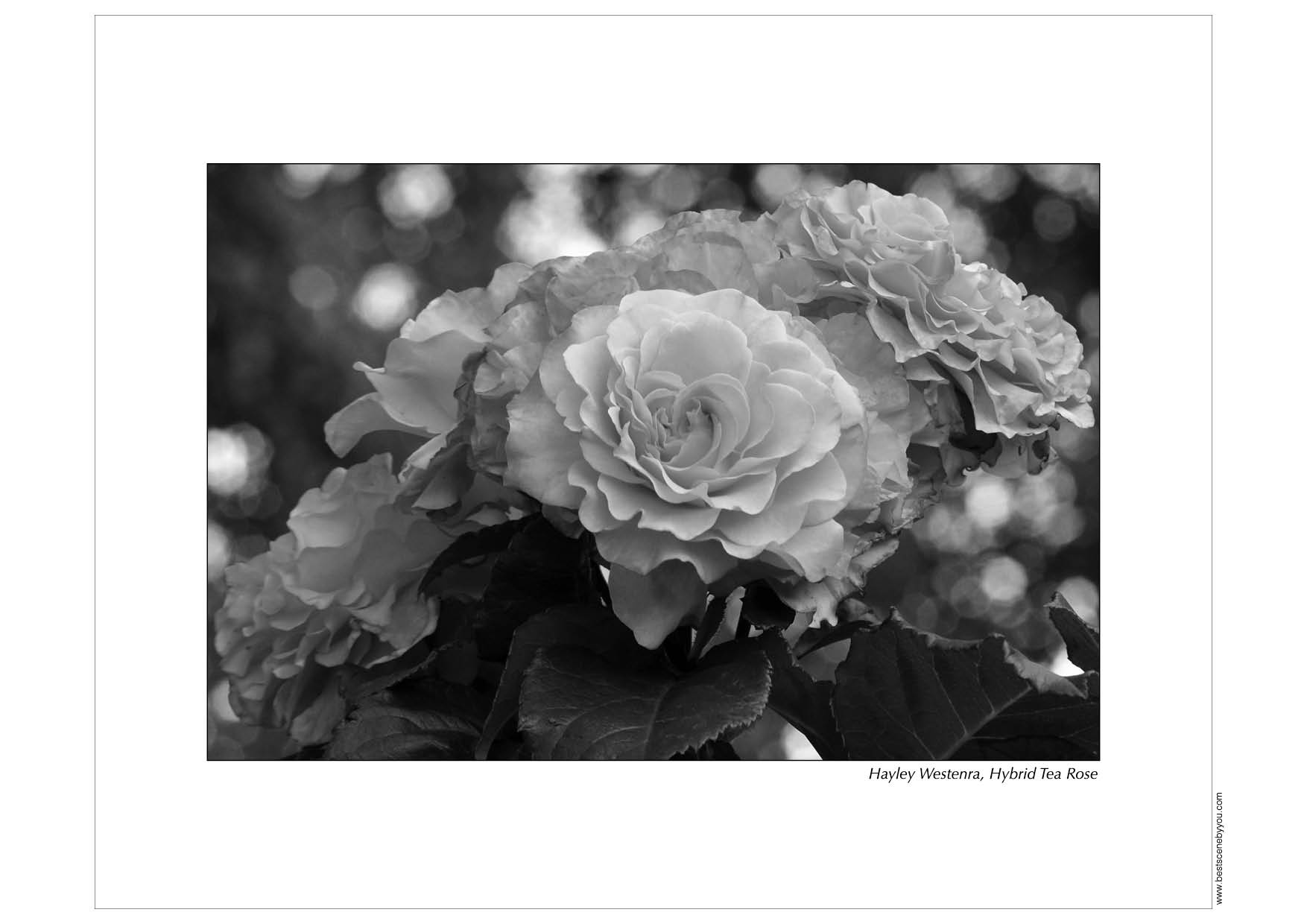 Grayscale