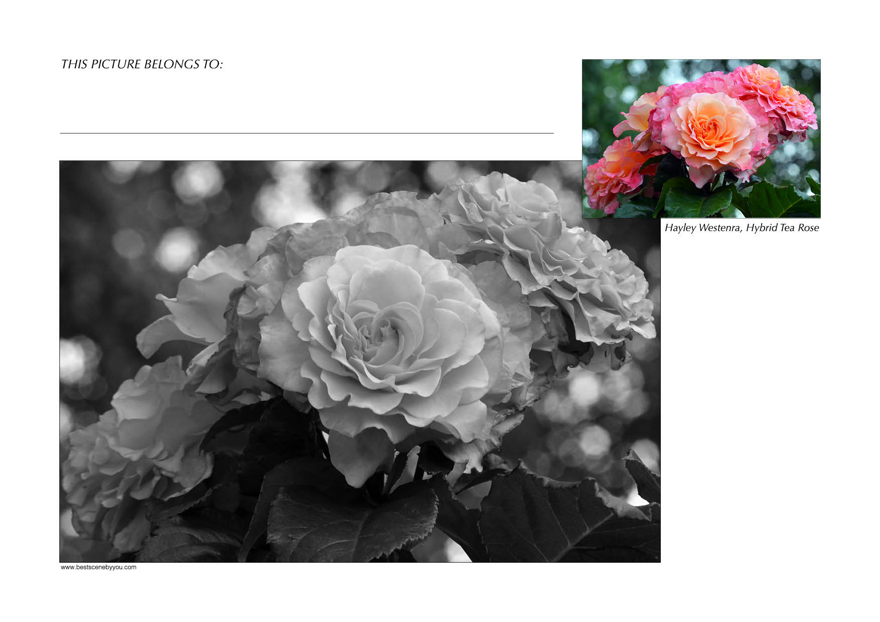 Grayscale + Colour